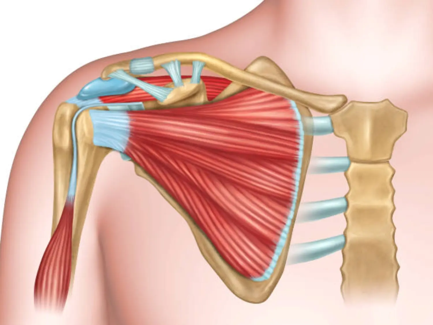 Anatomía del hombro vista desde atrás con músculos del manguito rotador